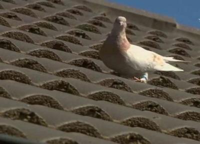 (ویدئو) داستان حکم اعدام برای یک کبوتر!