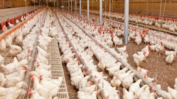 ثبت اولین مورد سرایت نوع تازه آنفلوانزای مرغی به انسان در چین