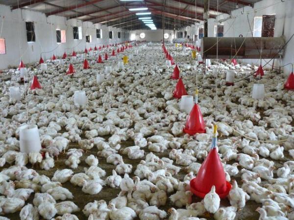دومین واحد صنعتی پرورش مرغ گوشتی دلگان به تولید رسید