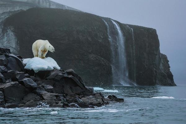 مخلوقاتی که تنها در نواحی قطبی قابل مشاهده هستند (قسمت اول)